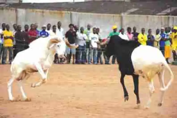 Eid: What You Need To Know About Udhiya (Slaughtering Animals For Allah)